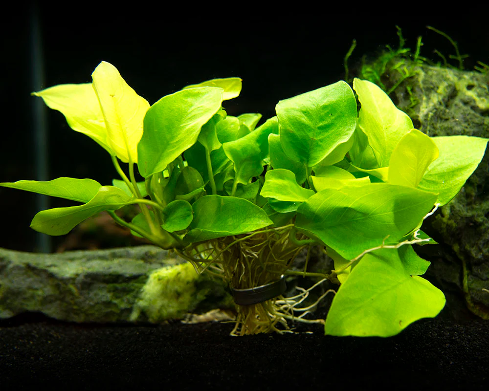 Golden Anubias Nana (Anubias barteri var. “Golden nana”), Bare Root