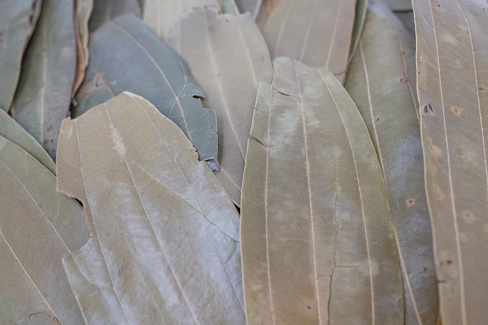 Cinnamon Leaves
