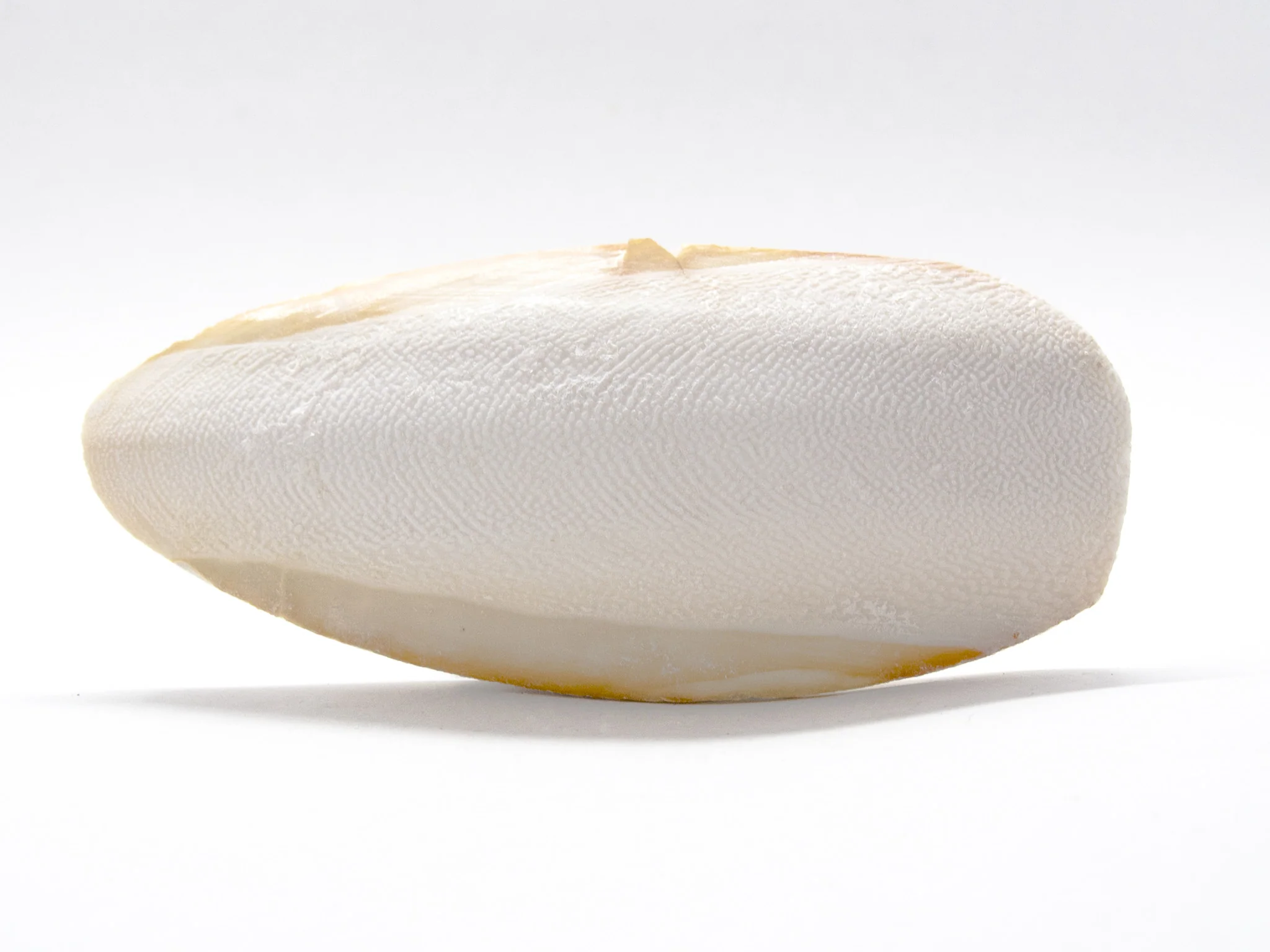 Cuttlebone (Natural Mineral Supplement)