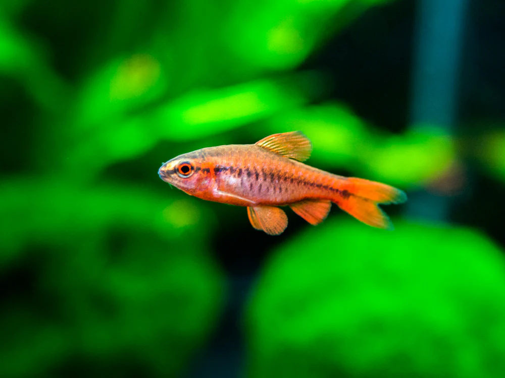 Cherry Barb (Puntius titteya), Tank-Bred