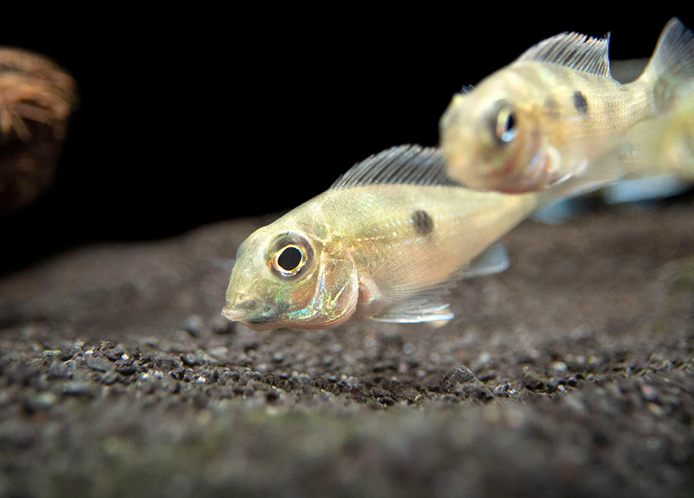 Sven's Eartheater Cichlid (Geophagus sveni), Tank-Bred!