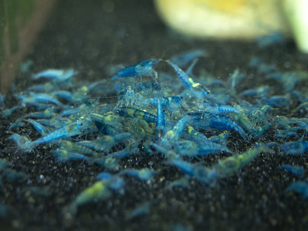 Shrimp Envy - Complete Envy Shrimp Food