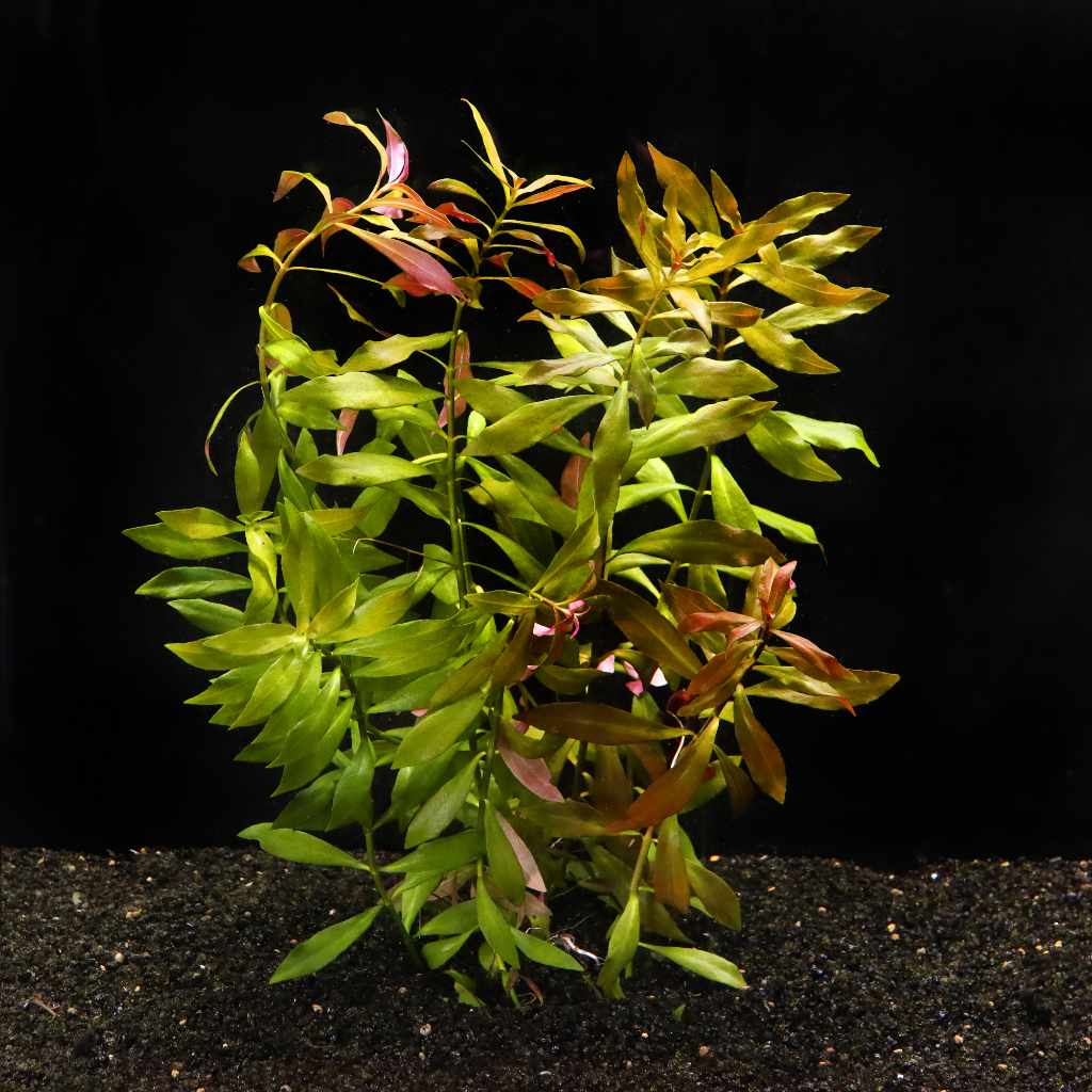 Ludwigia Repens 'Red'