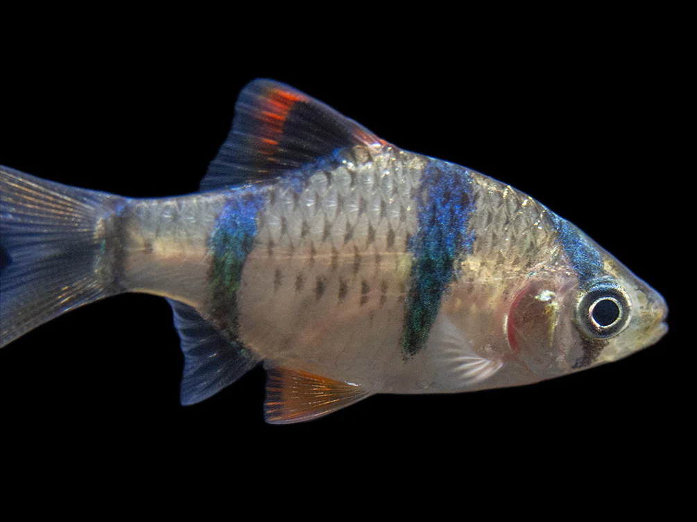 Tiger Barb (Puntigrus tetrazona), Tank-Bred