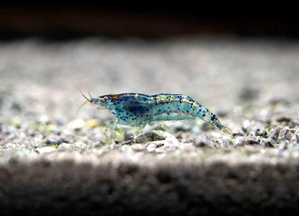 Dream Blue Velvet Shrimp Breeder Combo Box