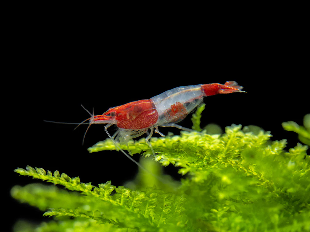 Red Rili Shrimp Breeder Combo Box
