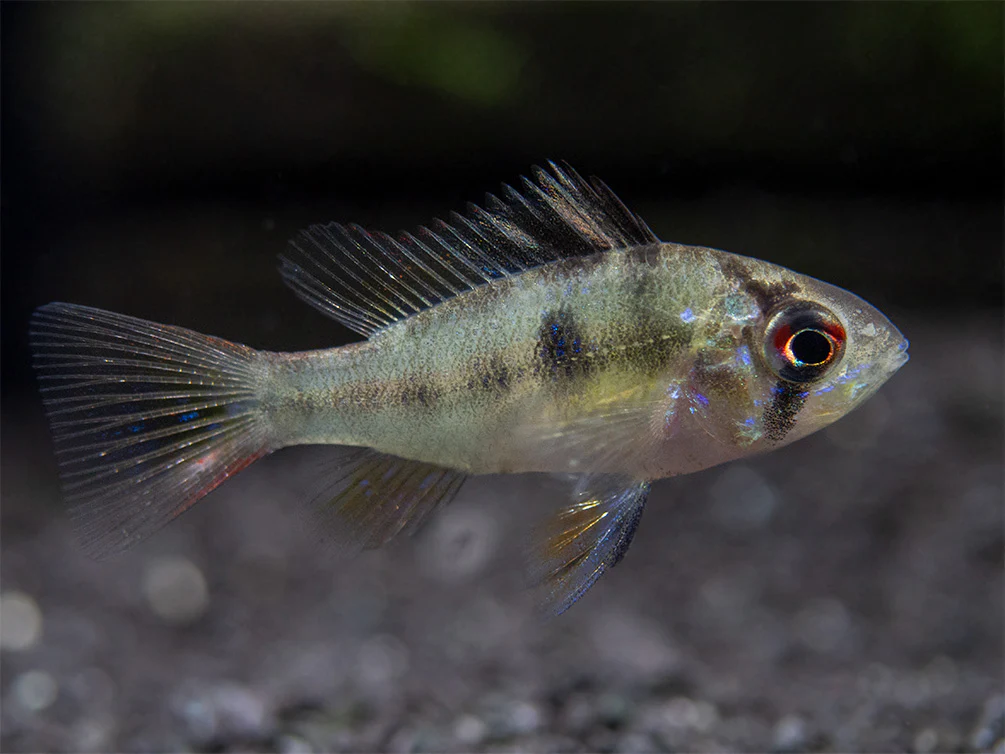 German Blue Ram Dwarf Cichlid (Mikrogeophagus ramirezi) - Tank-Bred!