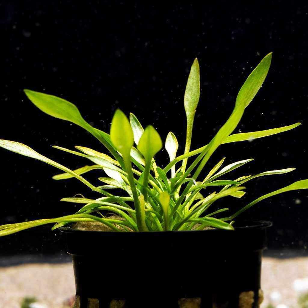 Cryptocoryne Parva