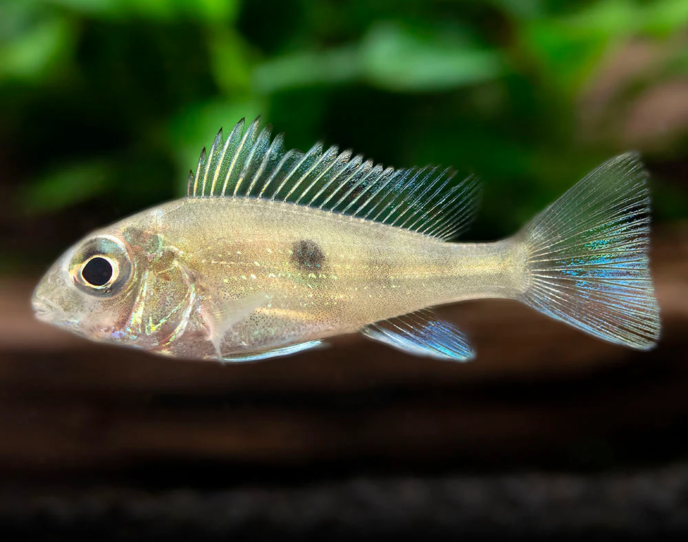 Sven's Eartheater Cichlid (Geophagus sveni), Tank-Bred!