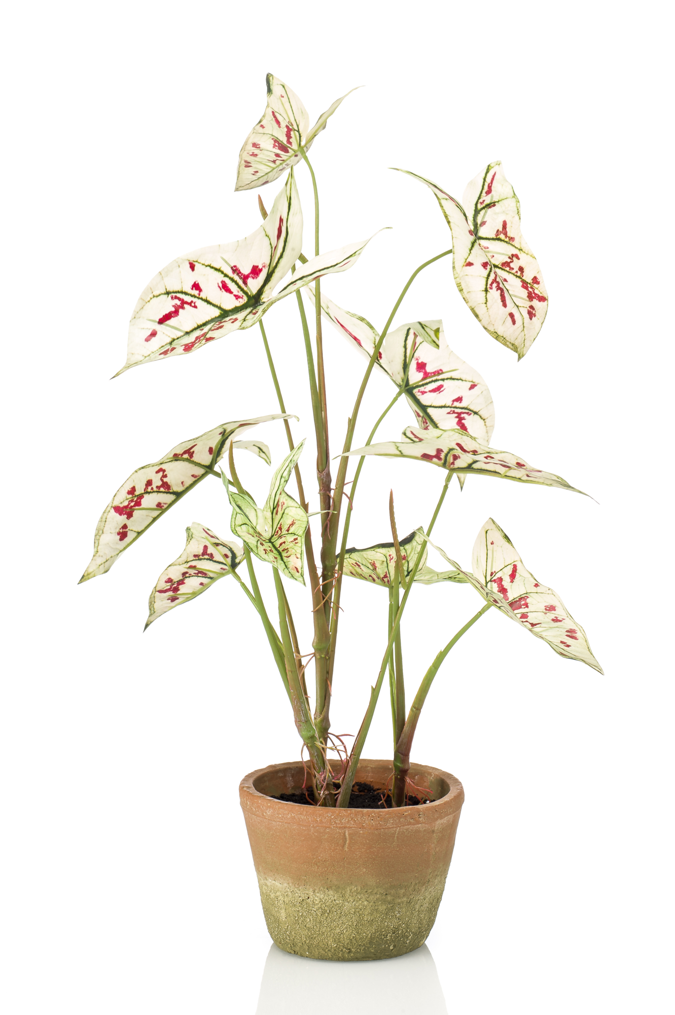 Caladium