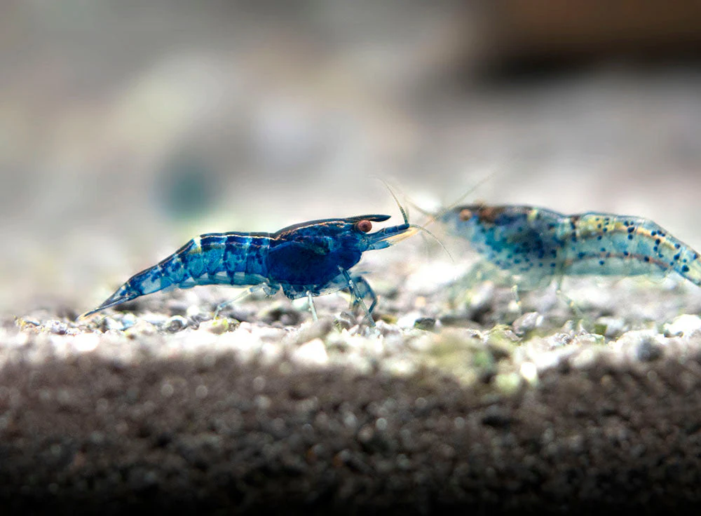 Dream Blue Velvet Shrimp Breeder Combo Box