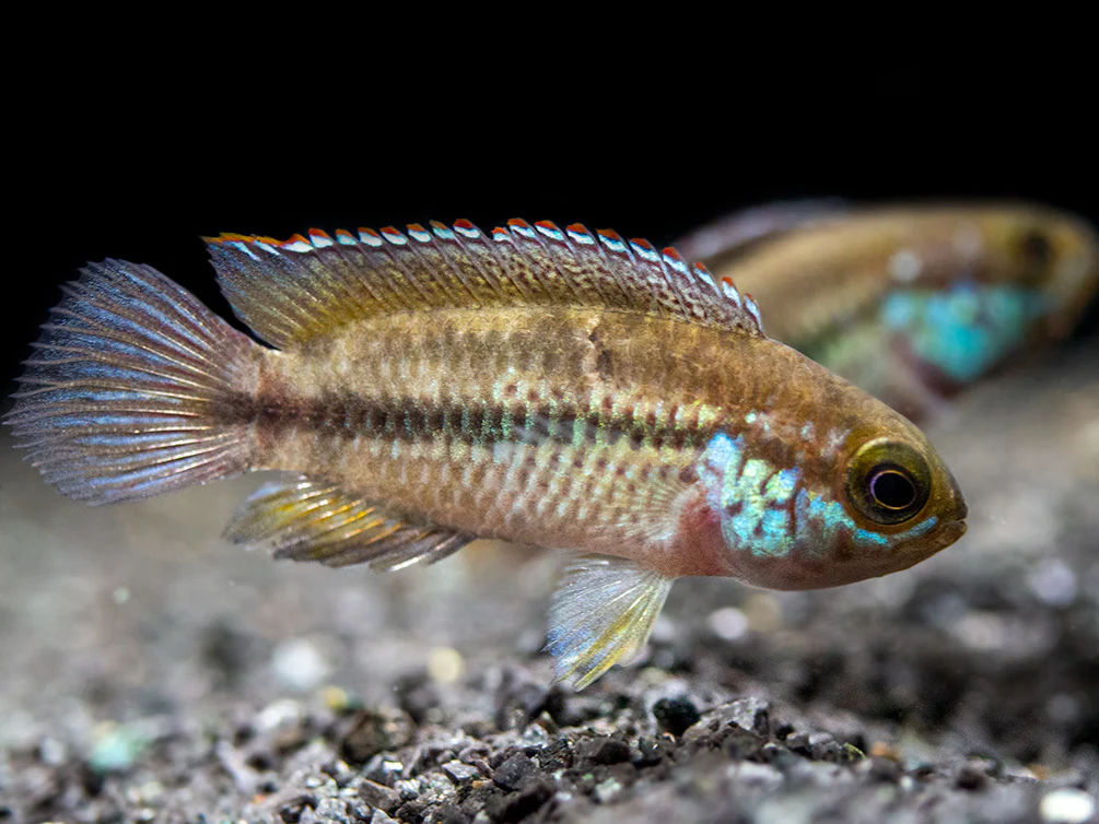 Golden Dwarf Cichlid (Nannacara anomala), - Tank Bred