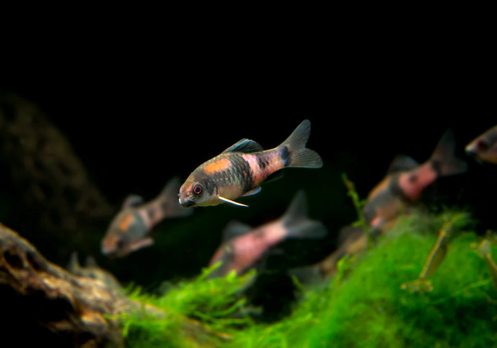 Red Panda AKA Melon Barb (Haludaria fasciata)