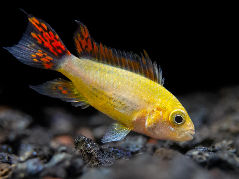 South & Central American Cichlids