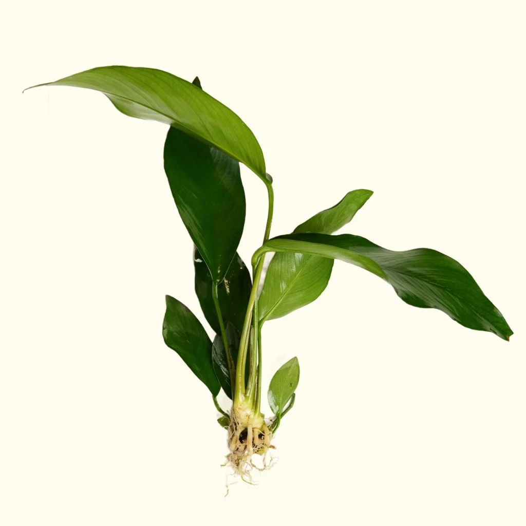 Anubias Hastifolia