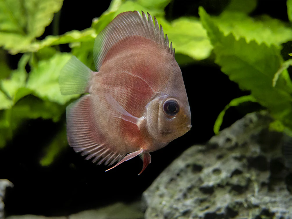 Dealer's Choice Discus (Symphysodon aequifasciatus), Tank-Bred