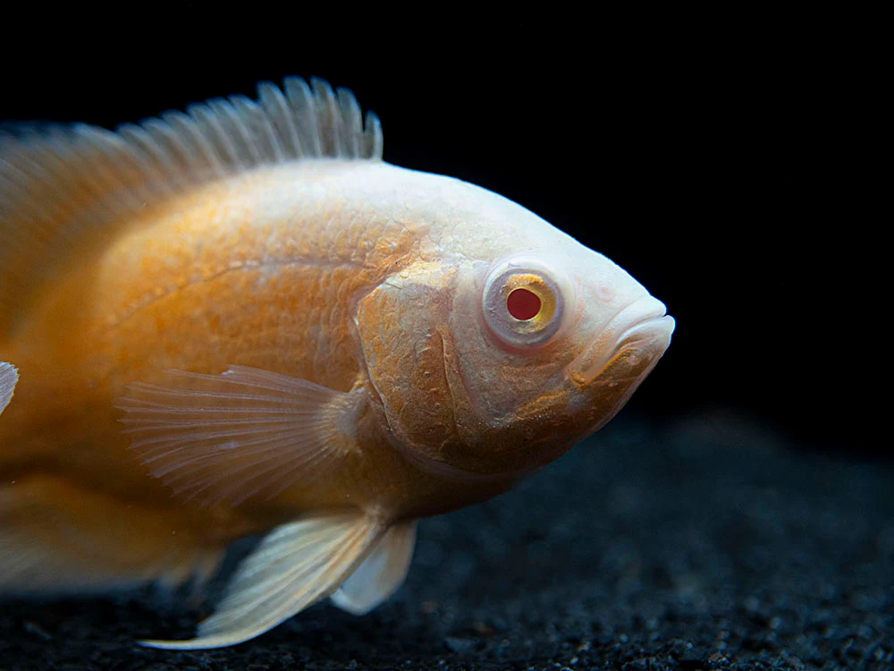 Albino Red Oscar (Astronotus ocellatus), Tank-Bred